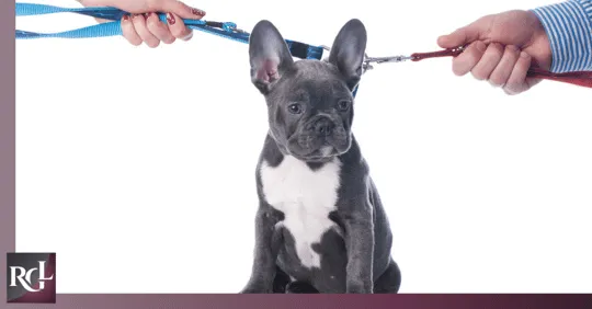 An image of a puppy with two hands holding its leash from the left and right sides.